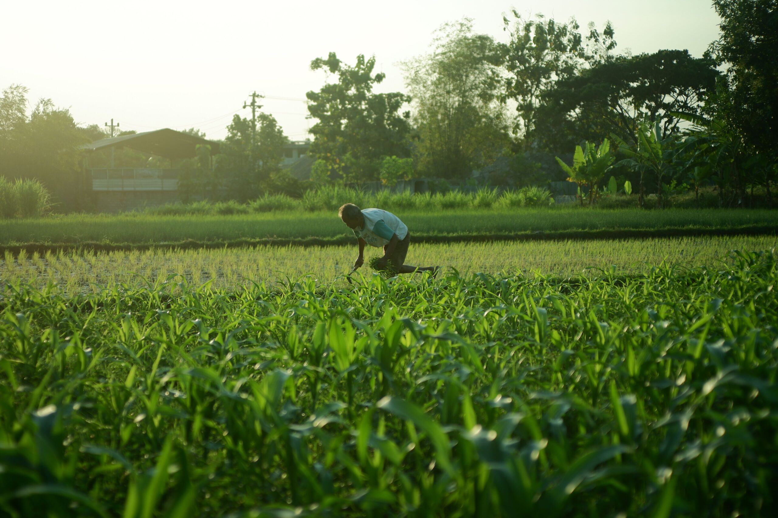 Agricultor trabajando la tierra en campo verde
