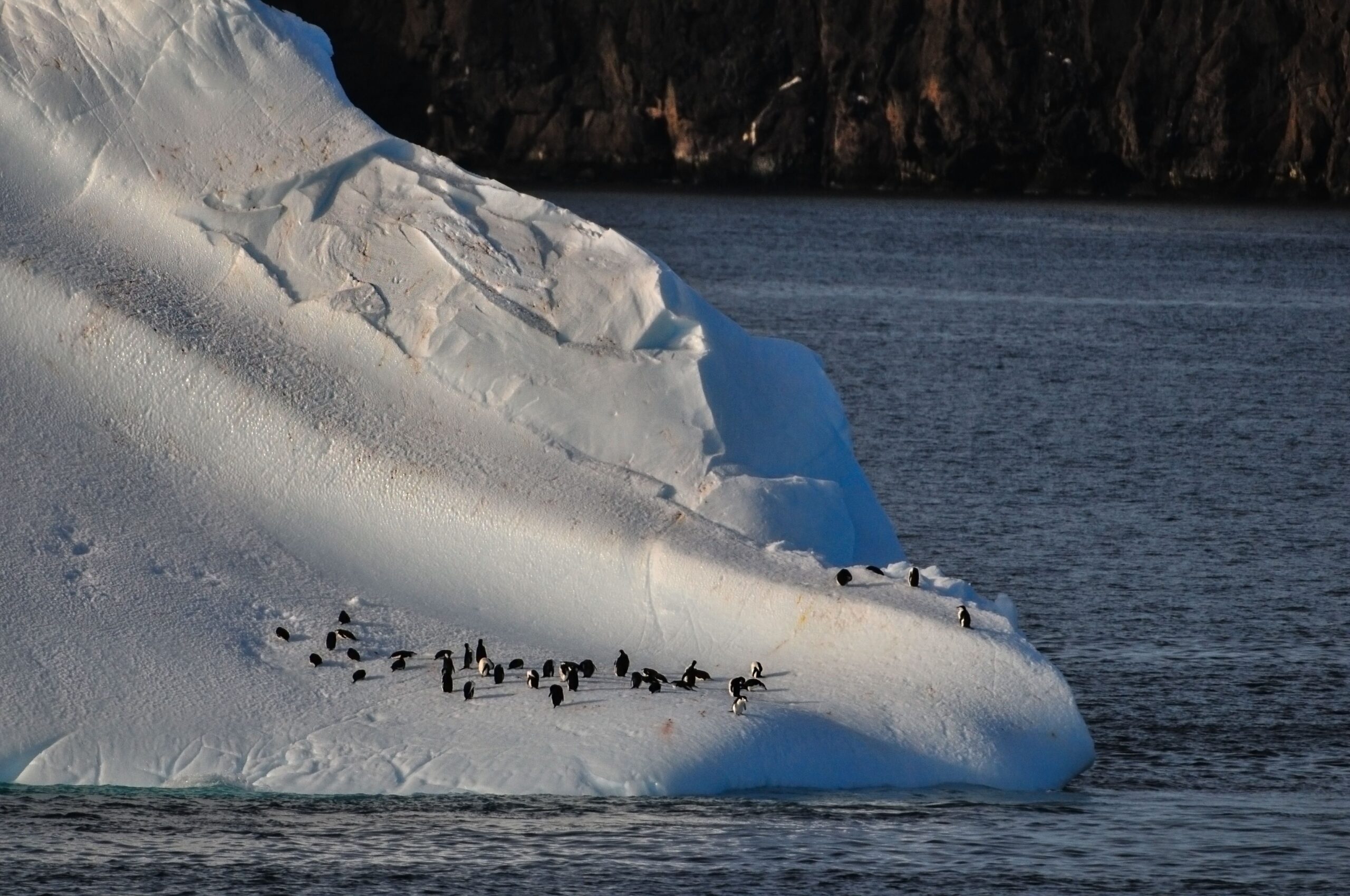Recursos naturales de la Antártida 4 Pingüinos Adelia sobre un témpano de hielo antártico
