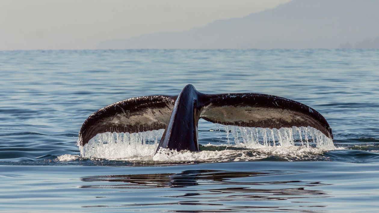 Recursos naturales de la Antártida 3 Cola de ballena jorobada emergiendo del océano austral