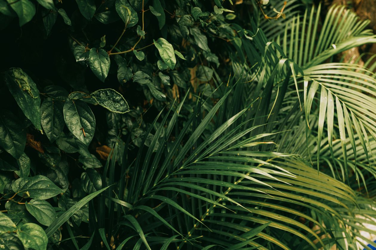 Recursos naturales de Asia 4 Selva tropical densa en Bali, Indonesia