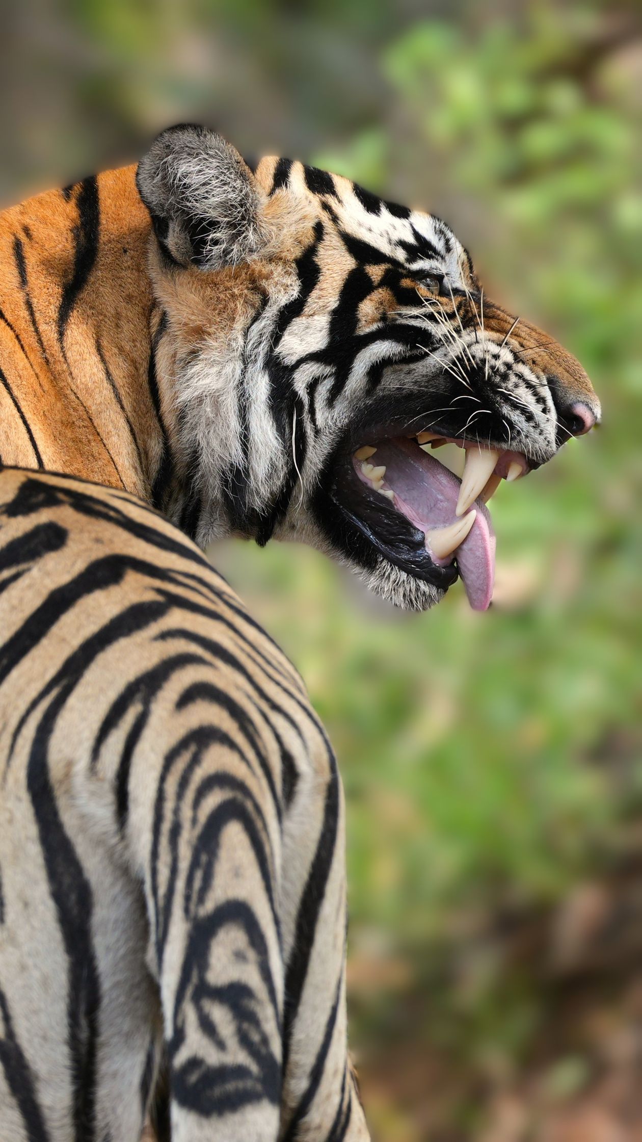 Recursos naturales de Asia 6 Tigre de Bengala rugiendo en su hábitat natural