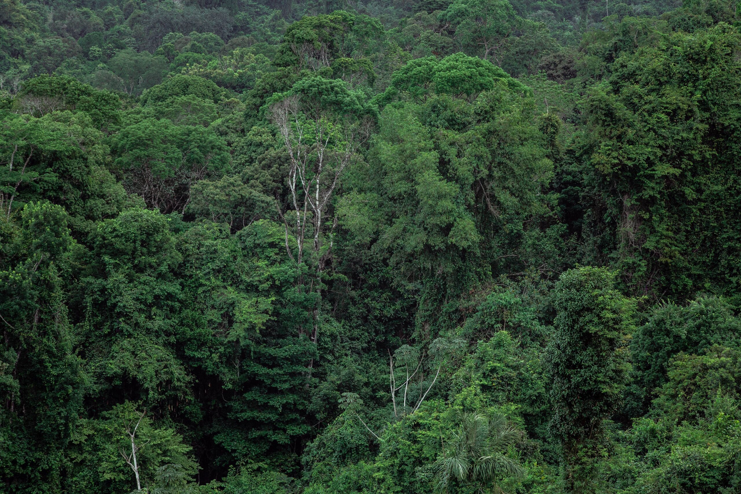 Diferencia entre desarrollo sostenible y sustentable 3 Vista aérea de un bosque tropical denso y verde