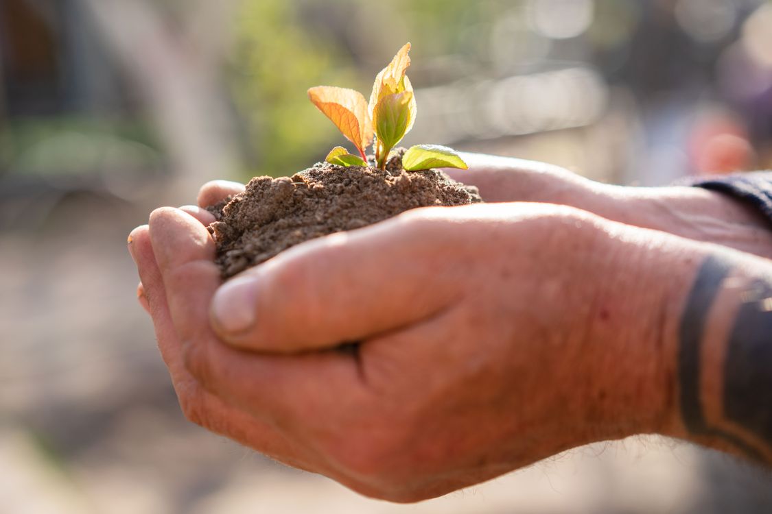 Diferencia entre desarrollo sostenible y sustentable 2 Manos sosteniendo una plántula en tierra fértil