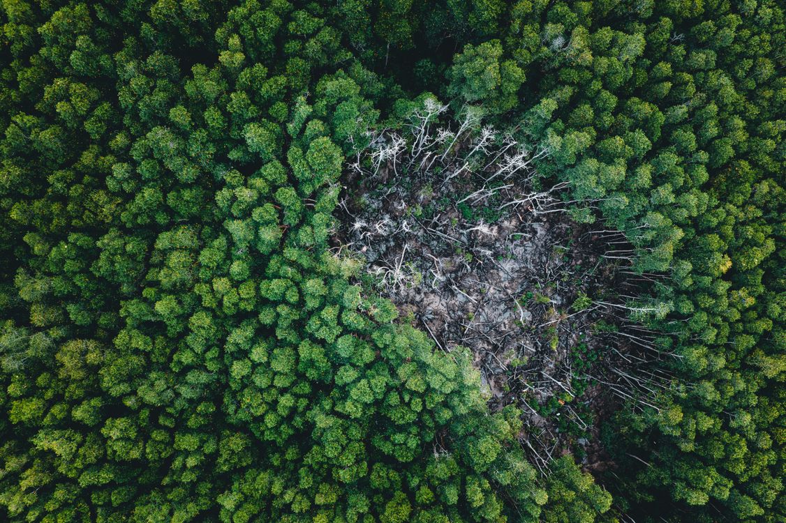 Minería: tipos e impacto ambiental 5 Deforestación en el bosque vista desde el aire