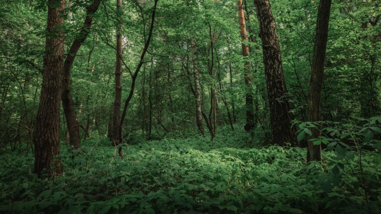 Importancia de los recursos naturales para la humanidad 2 Bosque verde y frondoso en verano