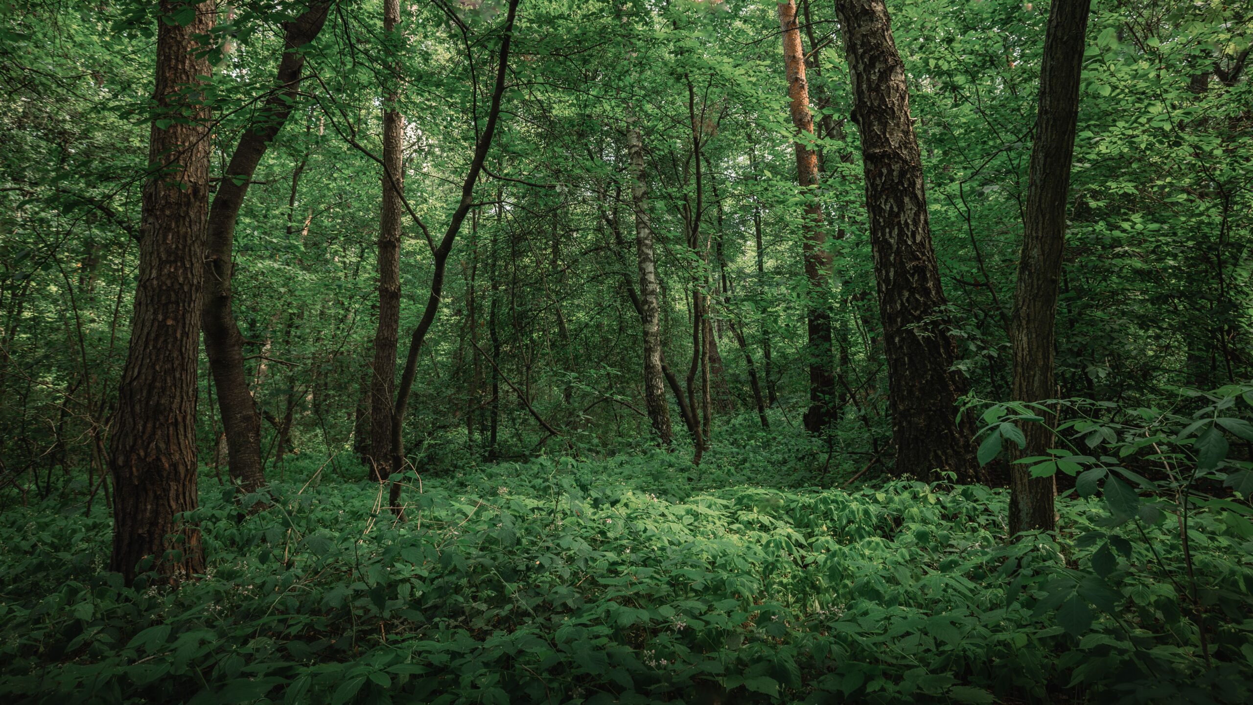 Bosque verde y frondoso en verano