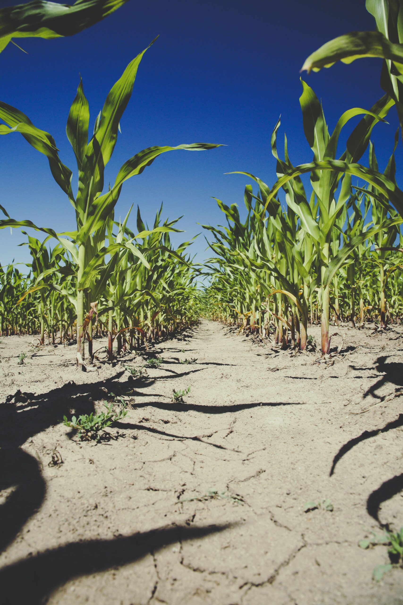Cultivo de maíz en campo agrícola
