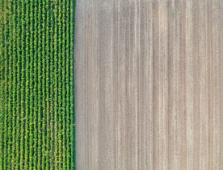 Recursos del suelo y agrícolas: qué son y ejemplos 5 Campo de cultivo fértil listo para la siembra