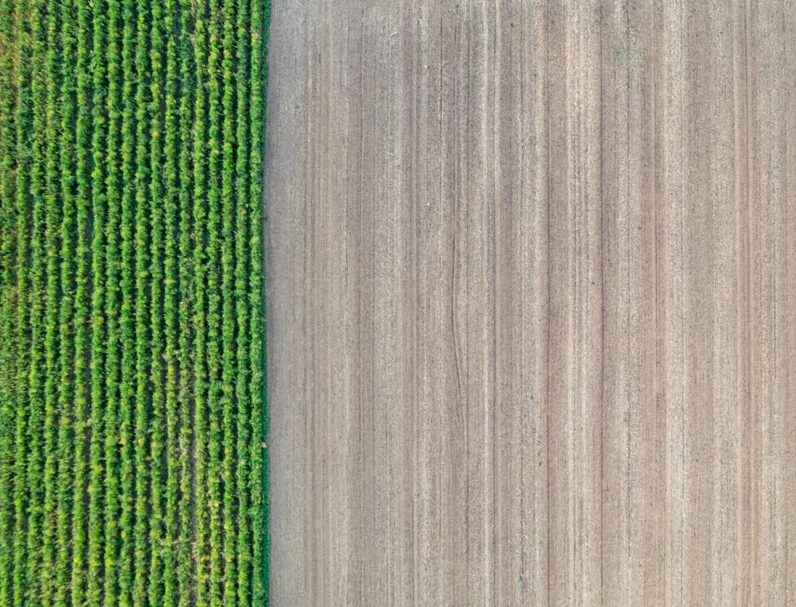 Recursos del suelo y agrícolas: qué son y ejemplos 1 Recursos del suelo y agrícolas: qué son y ejemplos