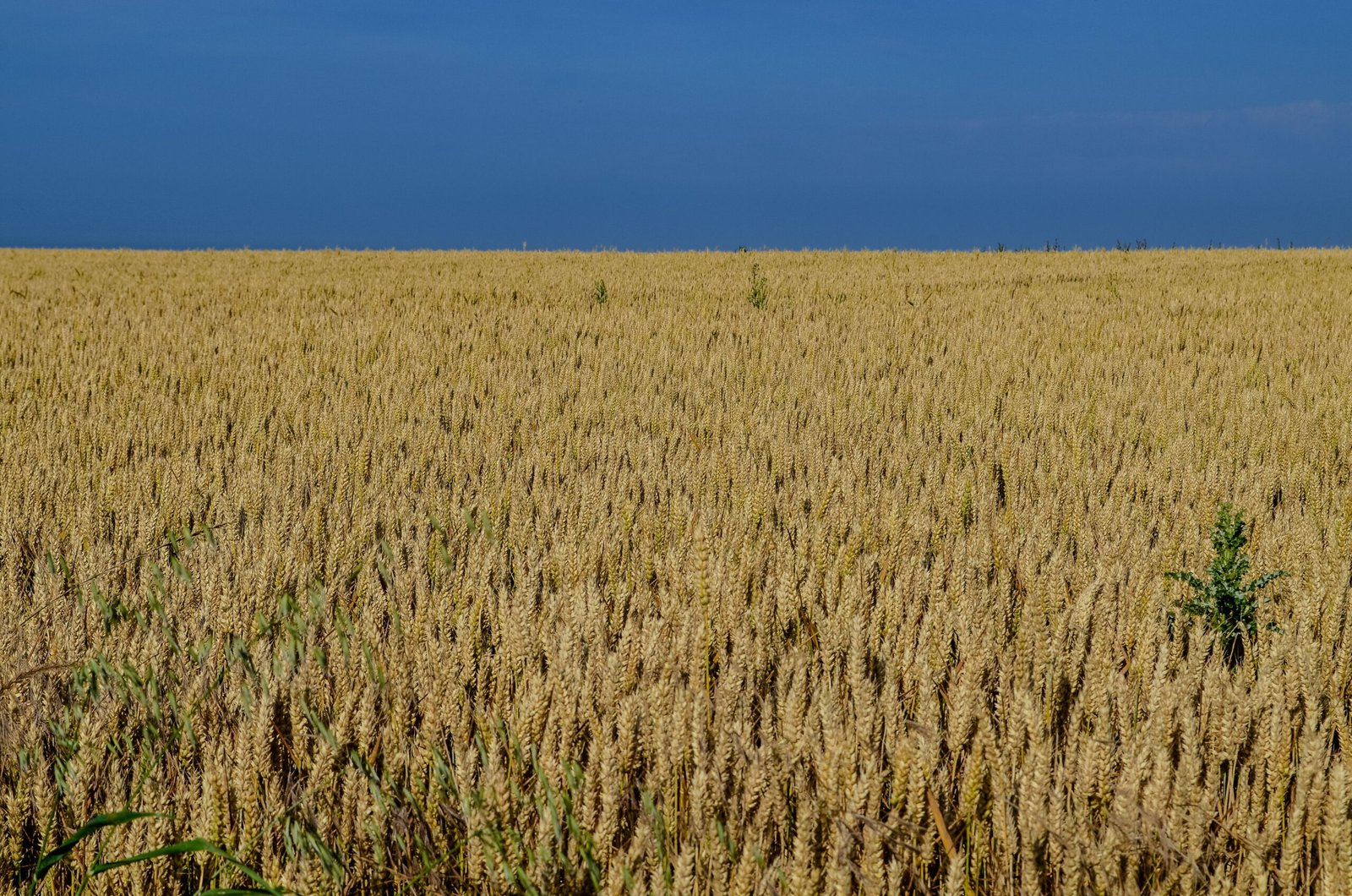 Recursos del suelo y agrícolas: qué son y ejemplos 4 Campo de trigo dorado durante la cosecha