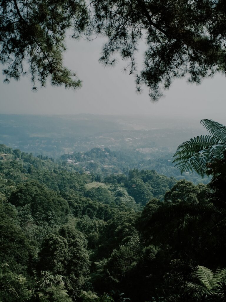 Recursos forestales: qué son, tipos y ejemplos 4 Colinas cubiertas de bosque denso y verde