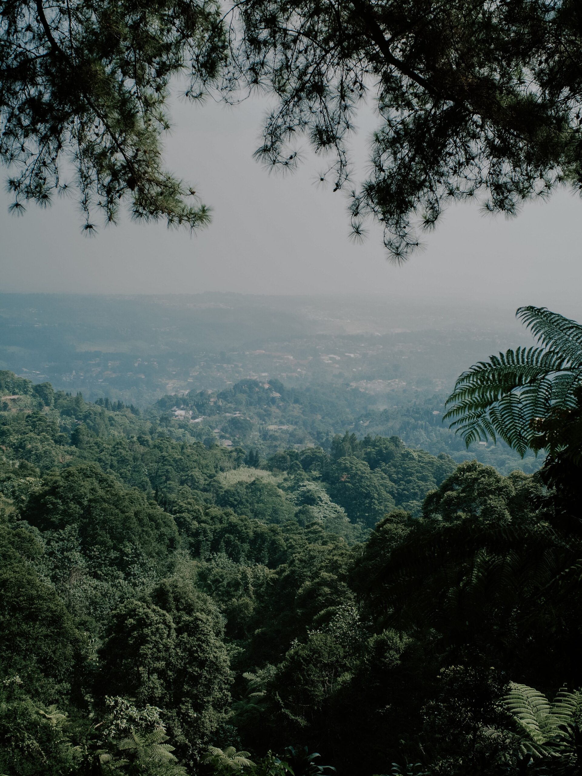 Recursos forestales: qué son, tipos y ejemplos