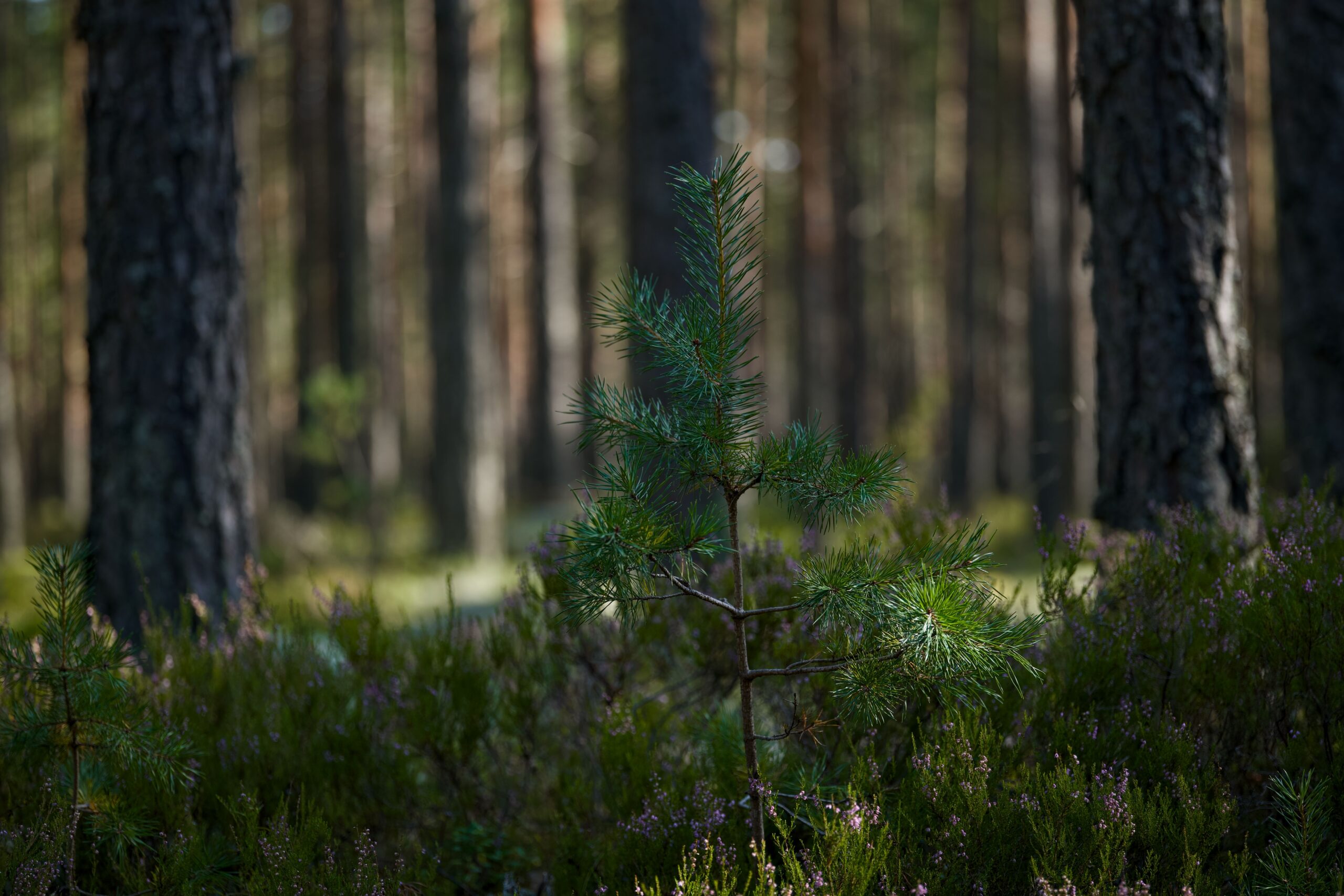 Recursos forestales: qué son, tipos y ejemplos 4 Pino joven en un bosque boreal templado