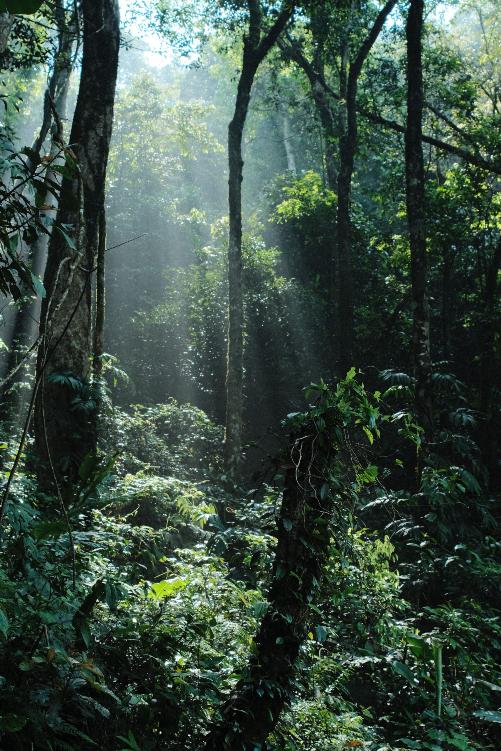 Recursos forestales: qué son, tipos y ejemplos 3 Selva tropical con rayos de sol entre la vegetación