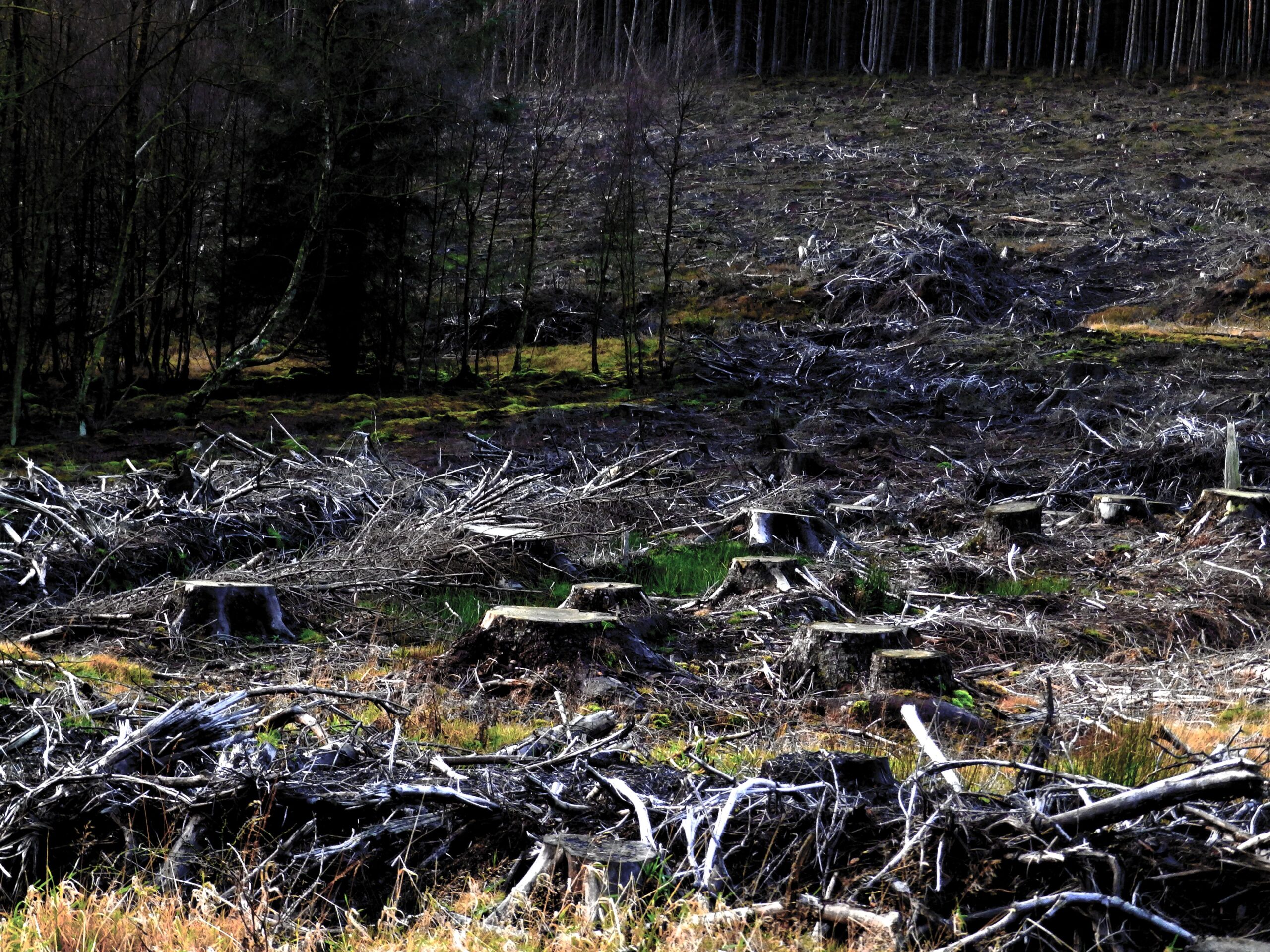 Recursos forestales: qué son, tipos y ejemplos 6 Bosque talado que muestra los efectos de la deforestación