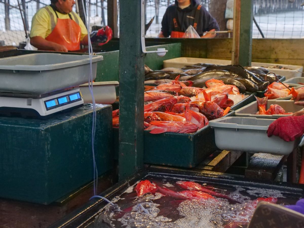 Recursos marinos y pesqueros: qué son y ejemplos 6 Pescado fresco en el mercado sobre la báscula