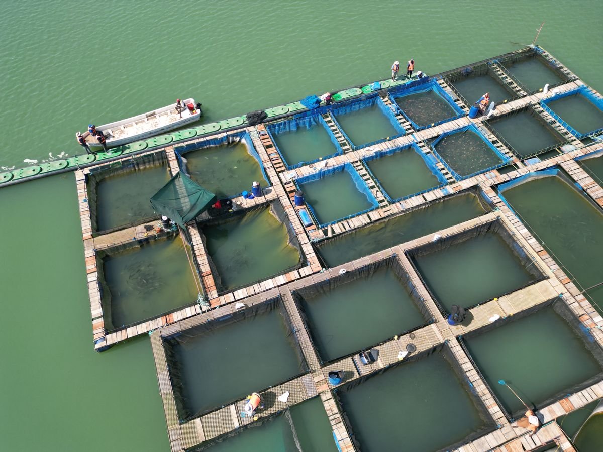 Recursos marinos y pesqueros: qué son y ejemplos 3 Balsas de acuicultura y jaulas marinas vistas desde el aire
