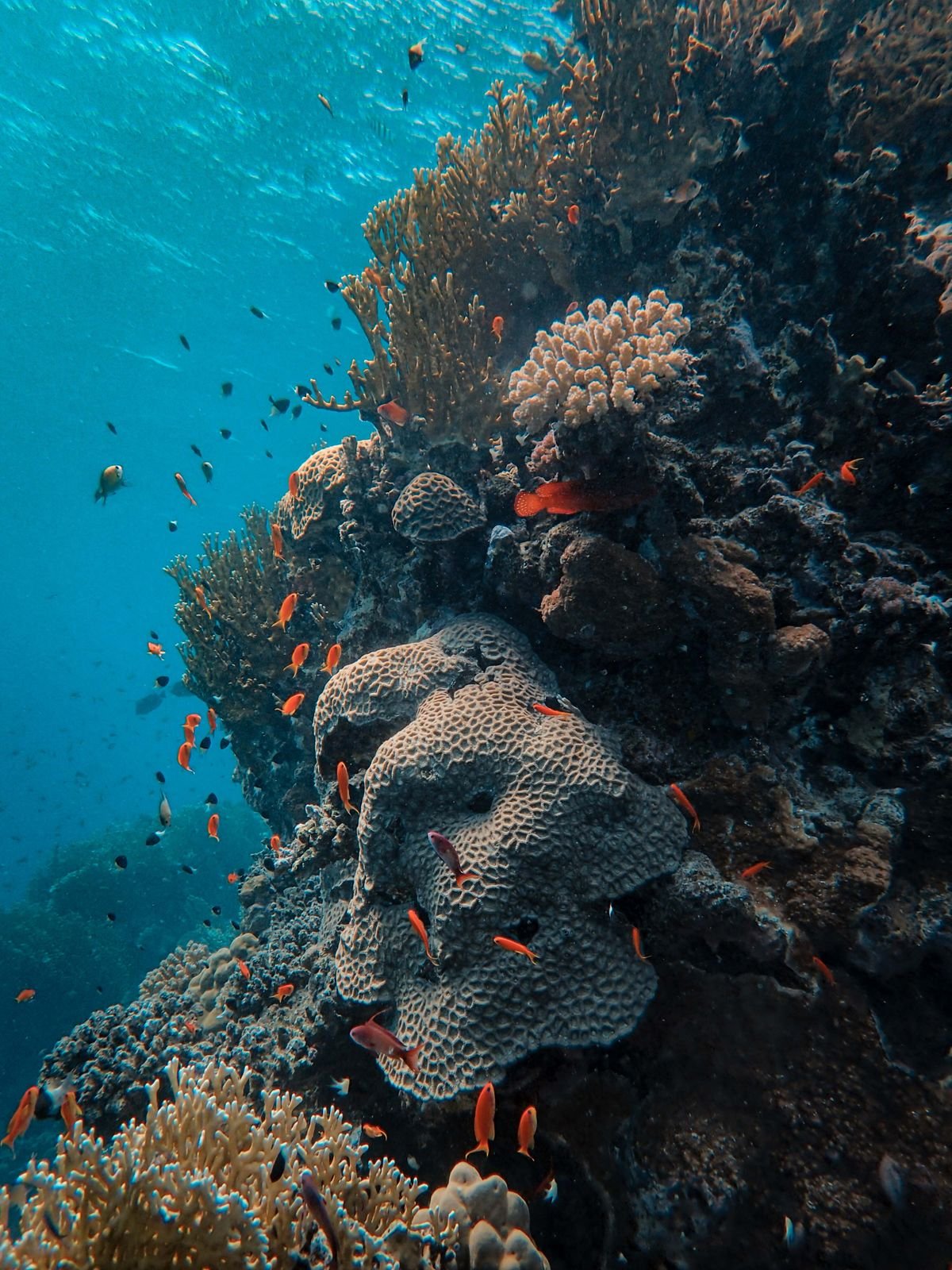 Recursos marinos y pesqueros: qué son y ejemplos 5 Banco de peces sobre un arrecife de coral