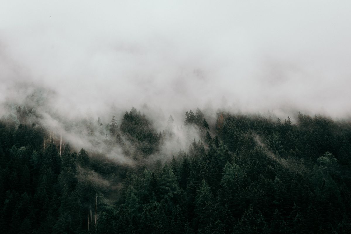 Recursos naturales de América del Norte 4 Bosque boreal de coníferas cubierto de niebla