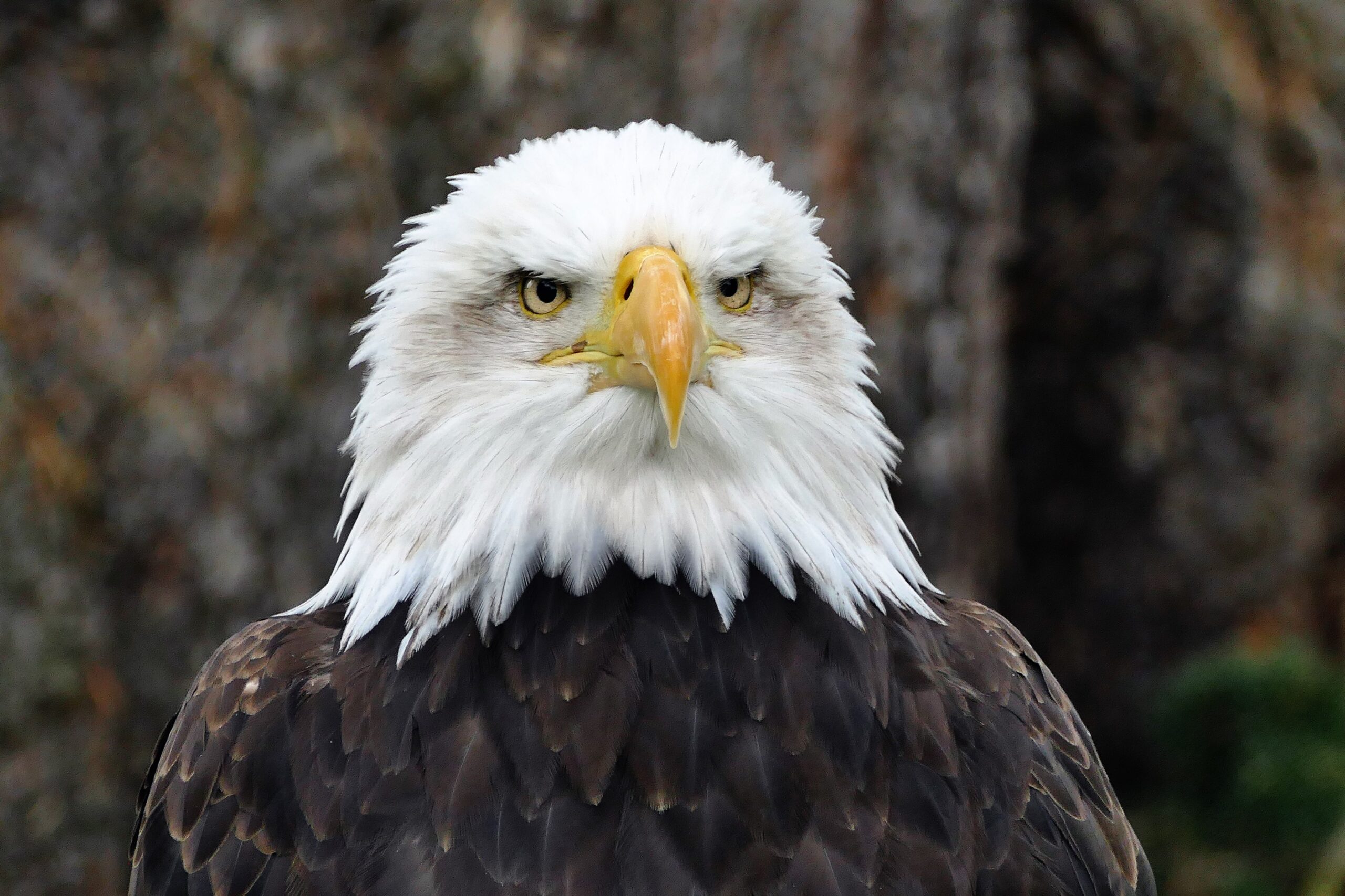 Recursos naturales de América del Norte 6 Águila calva americana en primer plano