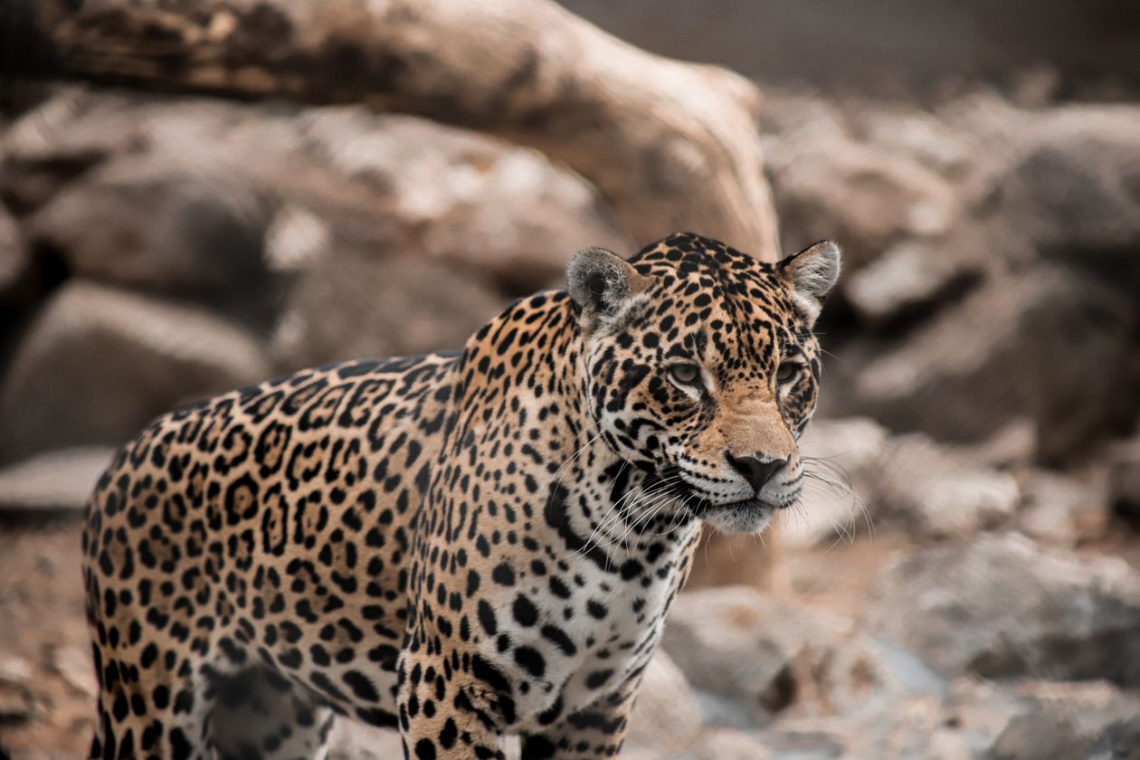 Recursos naturales de América Latina 6 Jaguar en su hábitat natural sudamericano