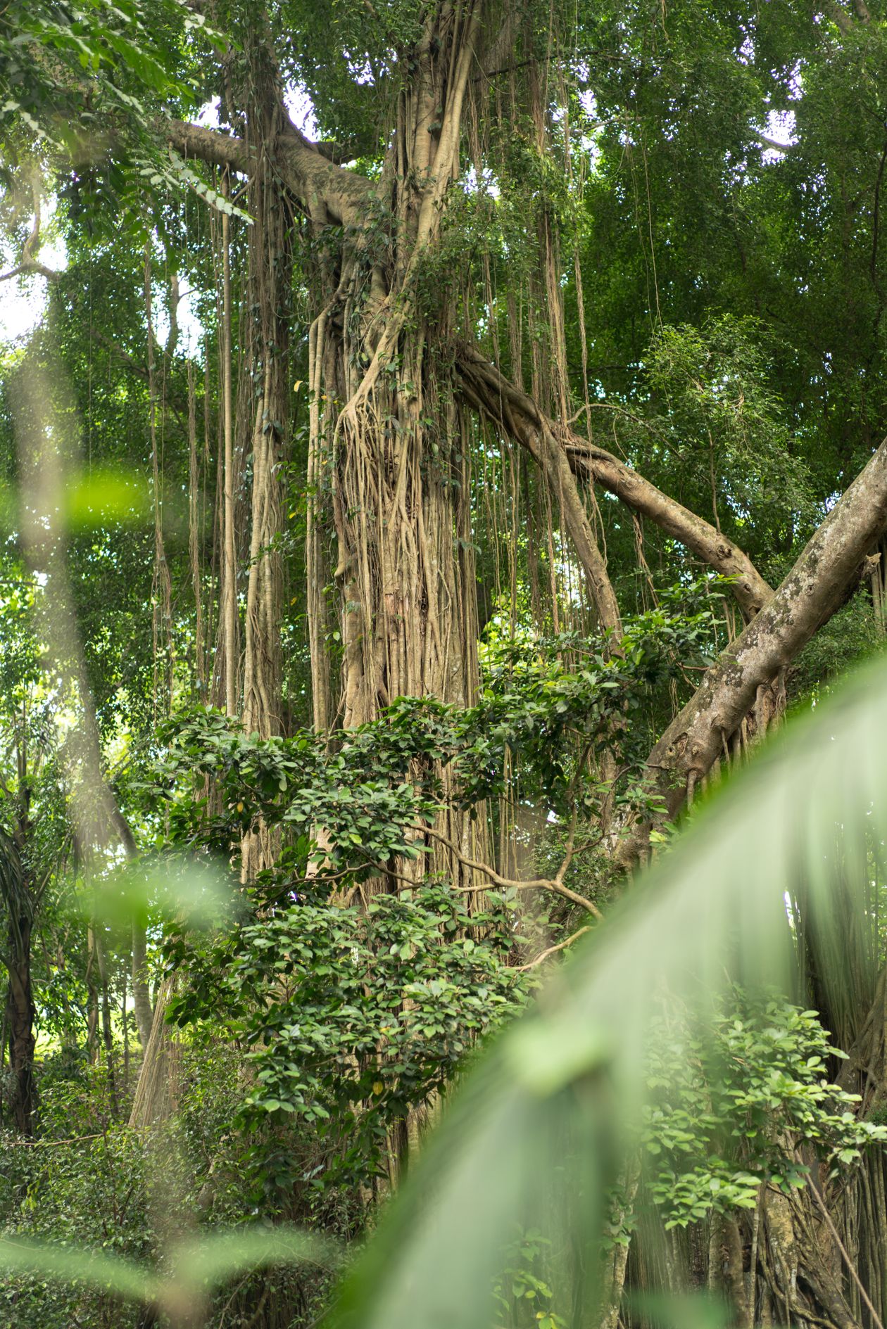 Árboles altos y densos de selva tropical