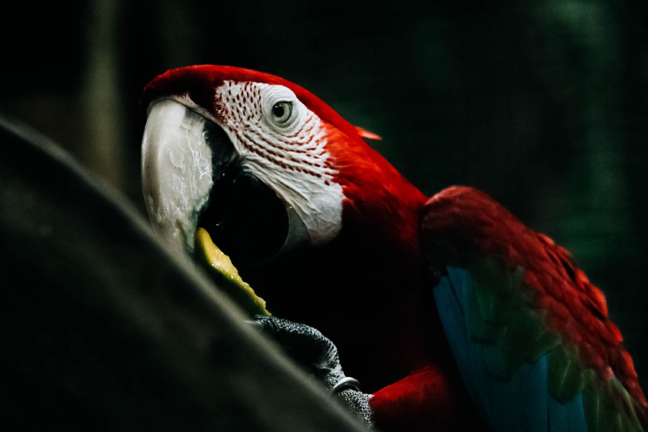 Guacamaya roja mostrando su plumaje vibrante
