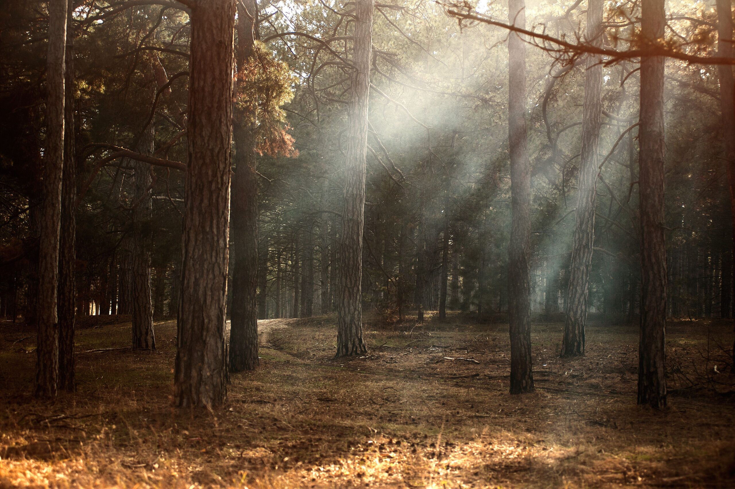 Recursos naturales de Europa 5 Luz del sol entre árboles de un bosque europeo