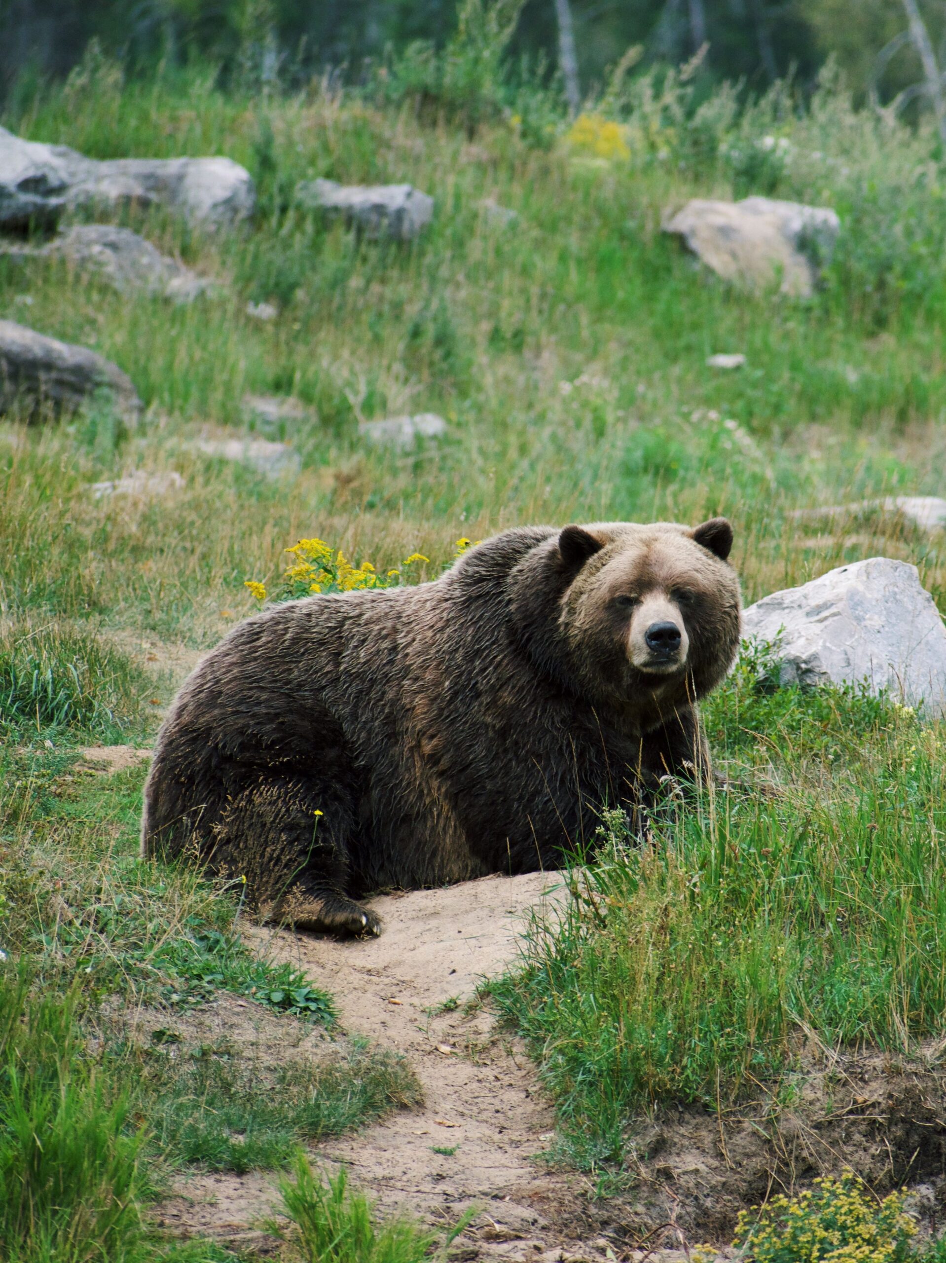 Recursos naturales de Europa 7 Oso pardo descansando en su hábitat natural verde