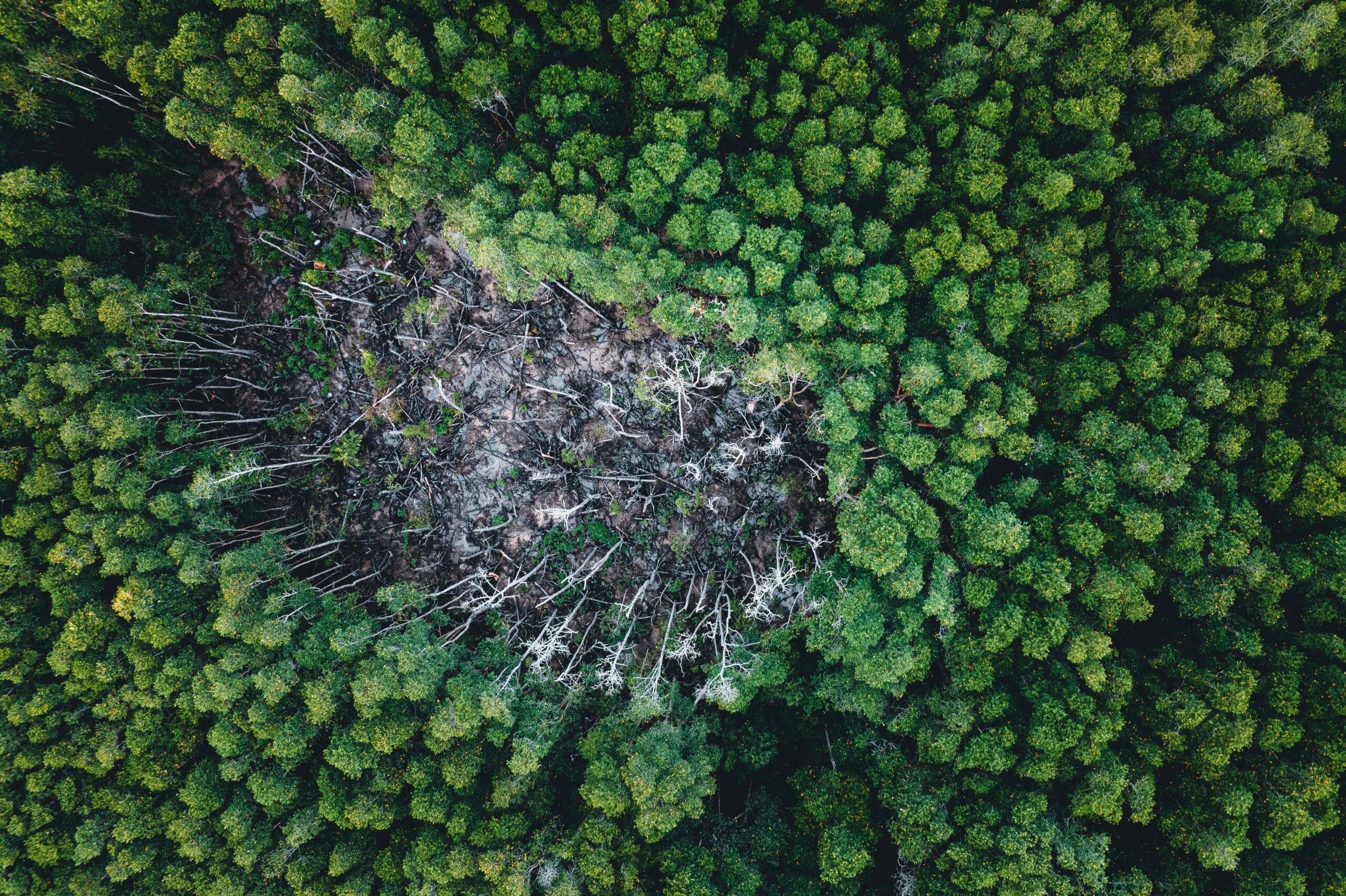 Recursos naturales de la Amazonía 6 Área deforestada rodeada de selva verde intacta