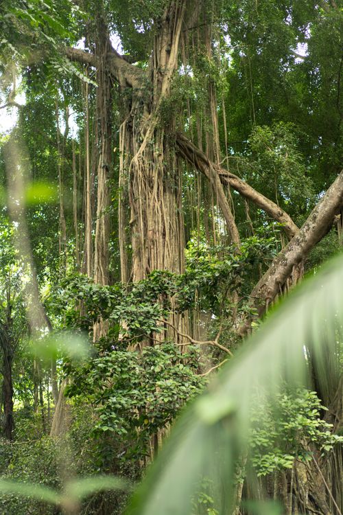 Altos árboles tropicales en denso bosque lluvioso