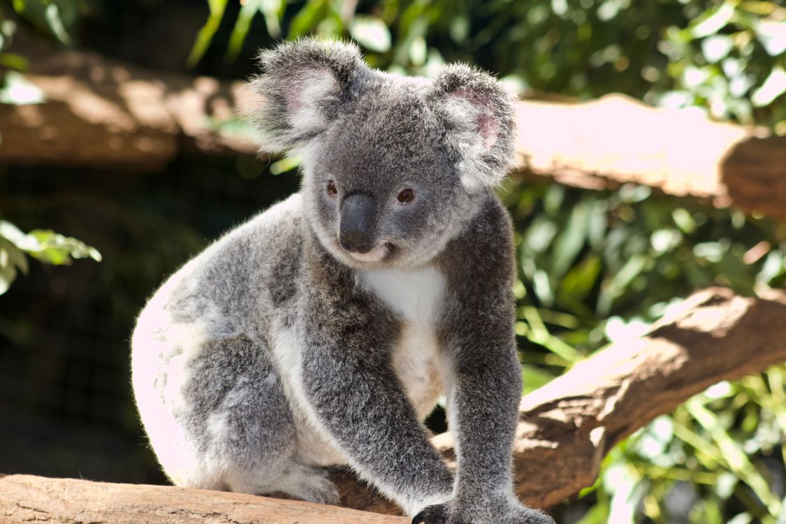 Koala australiano descansando sobre una rama verde