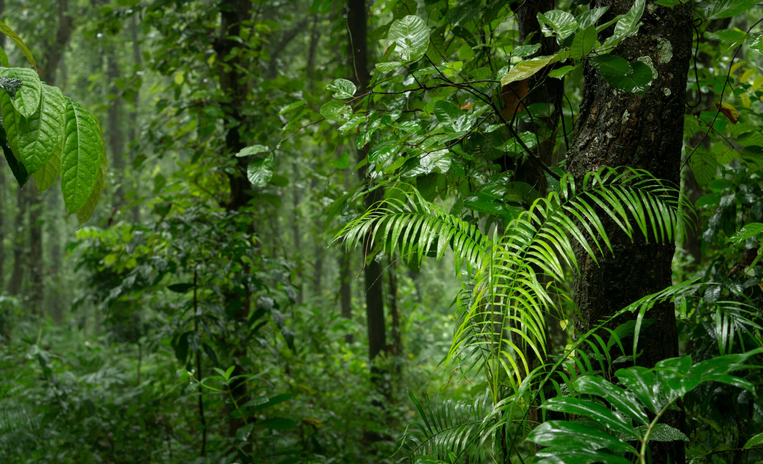 Vegetación exuberante de bosque tropical húmedo