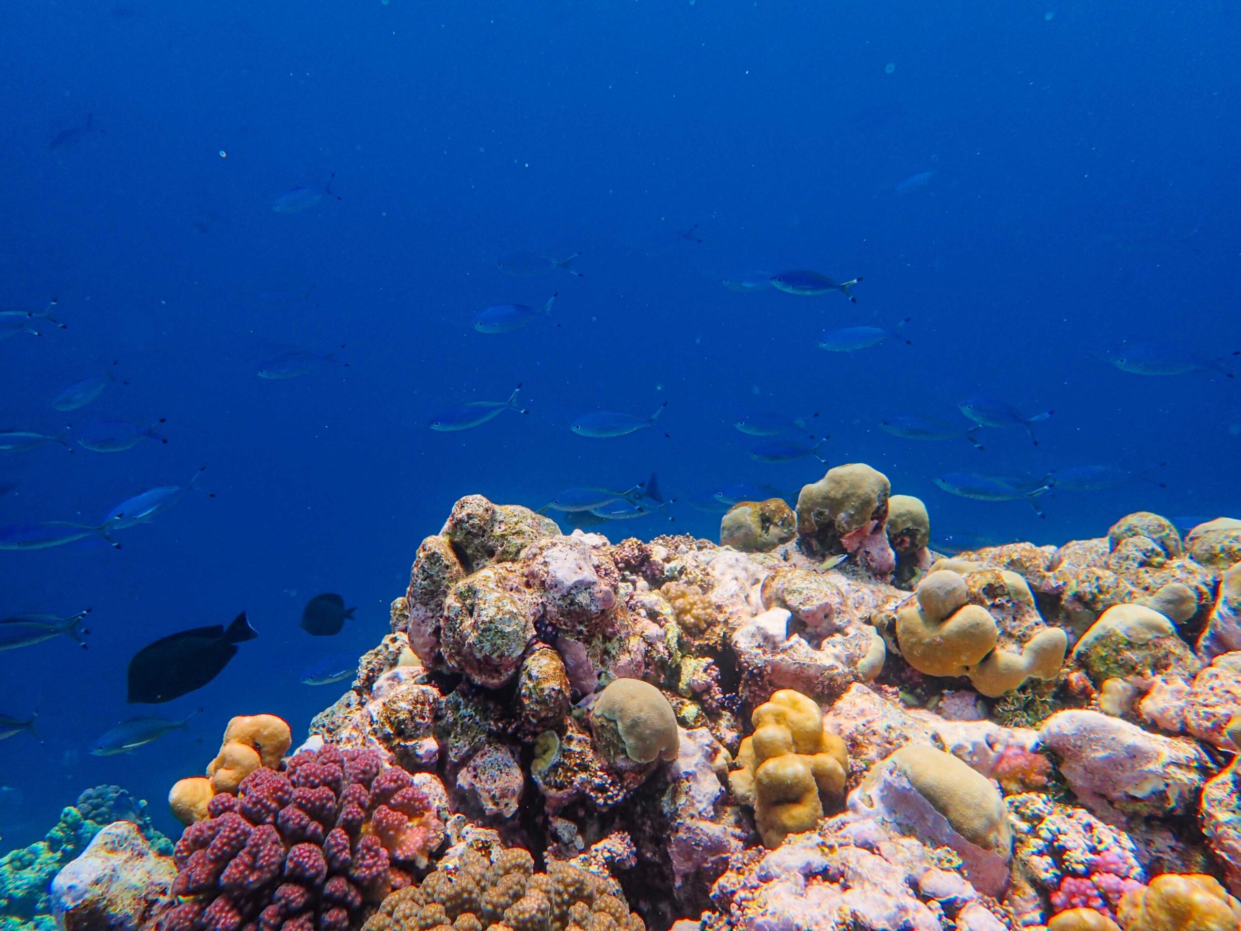 Arrecife de coral colorido con peces tropicales