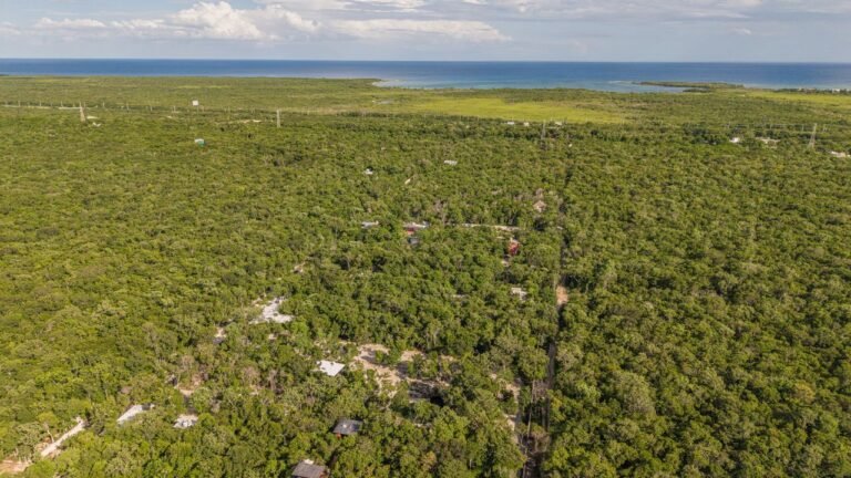 Tipos de recursos naturales: clasificación y ejemplos 139 Selva tropical y costa vistas desde el aire